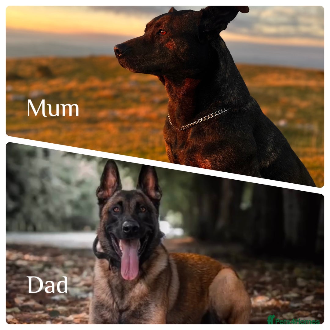 Mixed Breed dogs for sale: Dutch/Belgian malinois   - Image 1