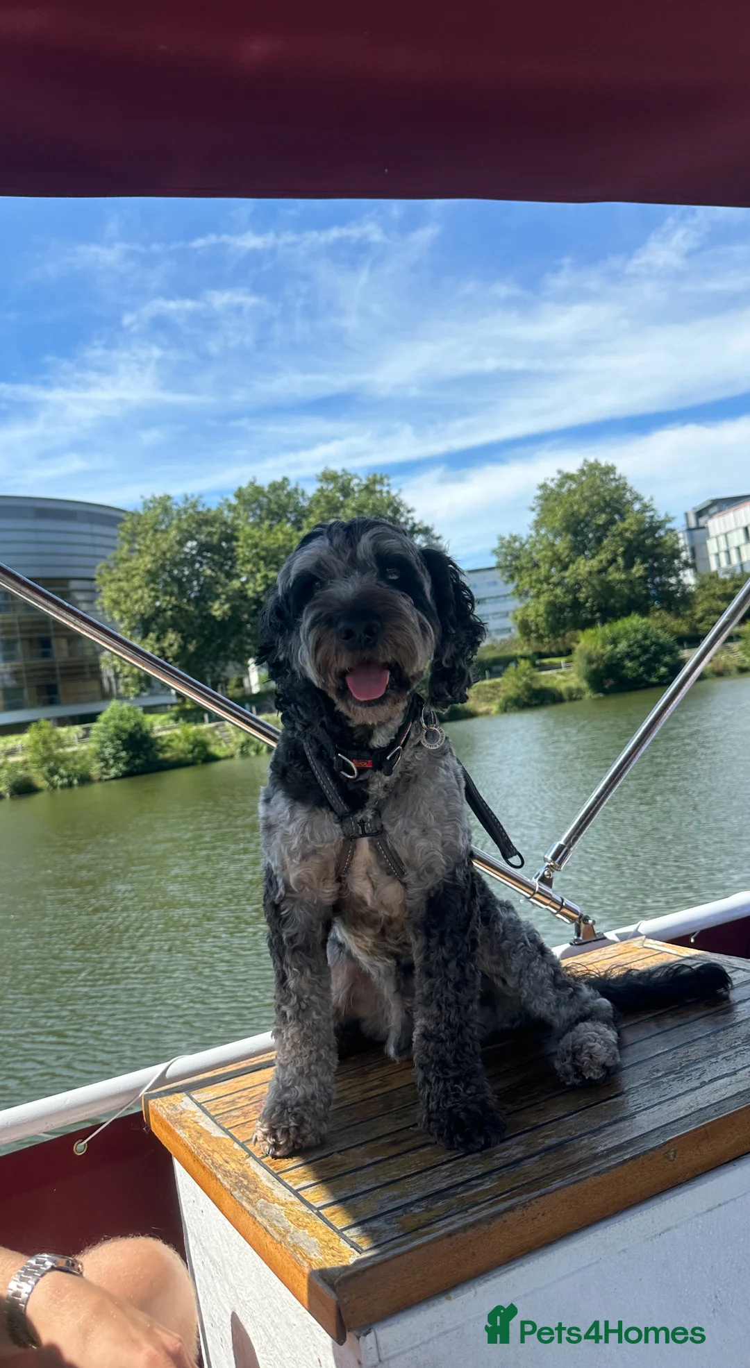 Cockapoo dogs for stud: Merle F1 Cockapoo (Proven) for stud in Penrith - Advert 2