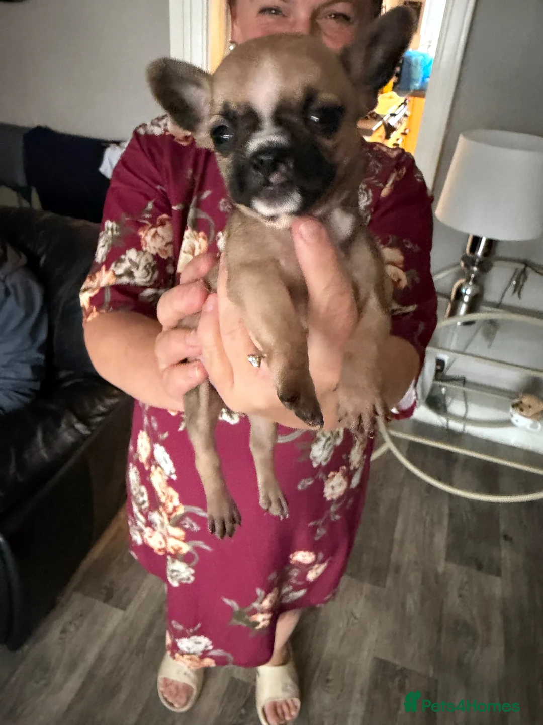 Mixed Breed dogs for sale: Gorgeous French Bull dog cross Chihuahua puppies  - Advert 15