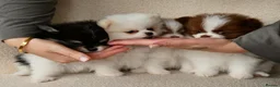 Pomeranian dogs for sale: Rare Colour Pomeranians | Blue & Green Eyes - Advert 11