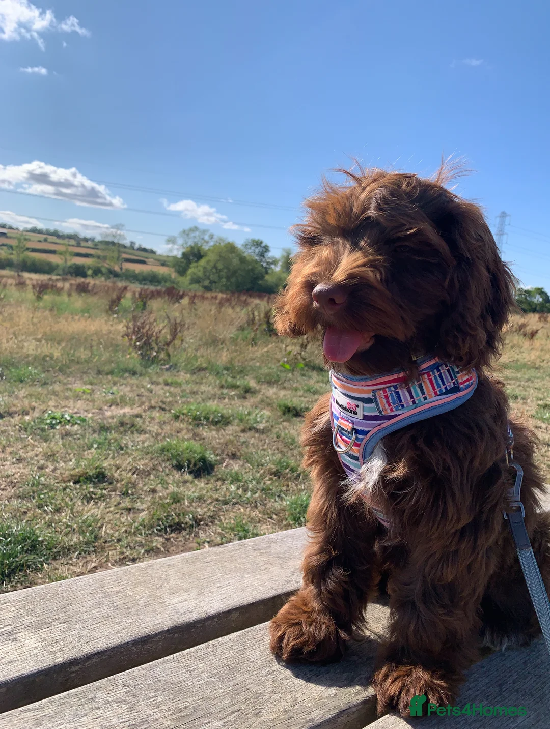 Cockapoo dogs for sale: Cockapoos Due 11th February- Waiting List Open - Advert 17
