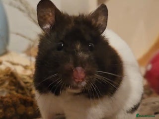 Hamster rodents Female syrian hamster for adoption - Advert 1