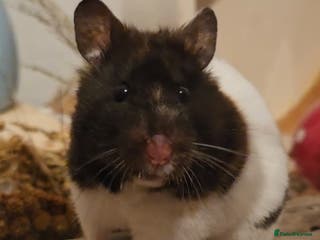 Hamster rodents Female syrian hamster for adoption - Advert 16