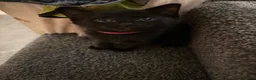 Mixed Breed cats for sale: 5 Beautiful Black Mixed Breed Kittens - Advert 27