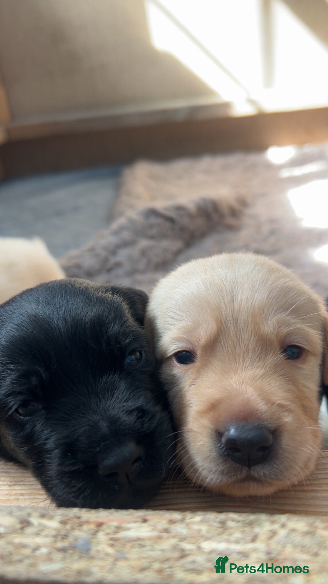Labrador Retriever dogs *6 LEFT*beautiful purebred Labrador Retrievers❤️ - Advert 6