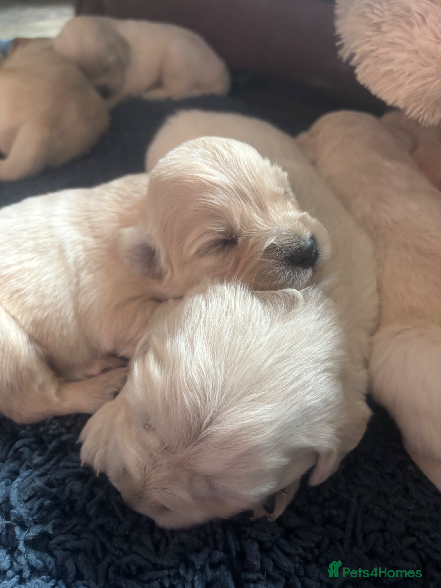 Golden Retriever dogs Kc golden retriever puppies,health tested parents  - Advert 1