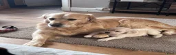 Golden Retriever dogs for sale: Beautiful litter of golden retrievers  - Advert 12