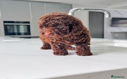 Cockapoo dogs for sale: Stunning Cockapoo Litter  - Image 8