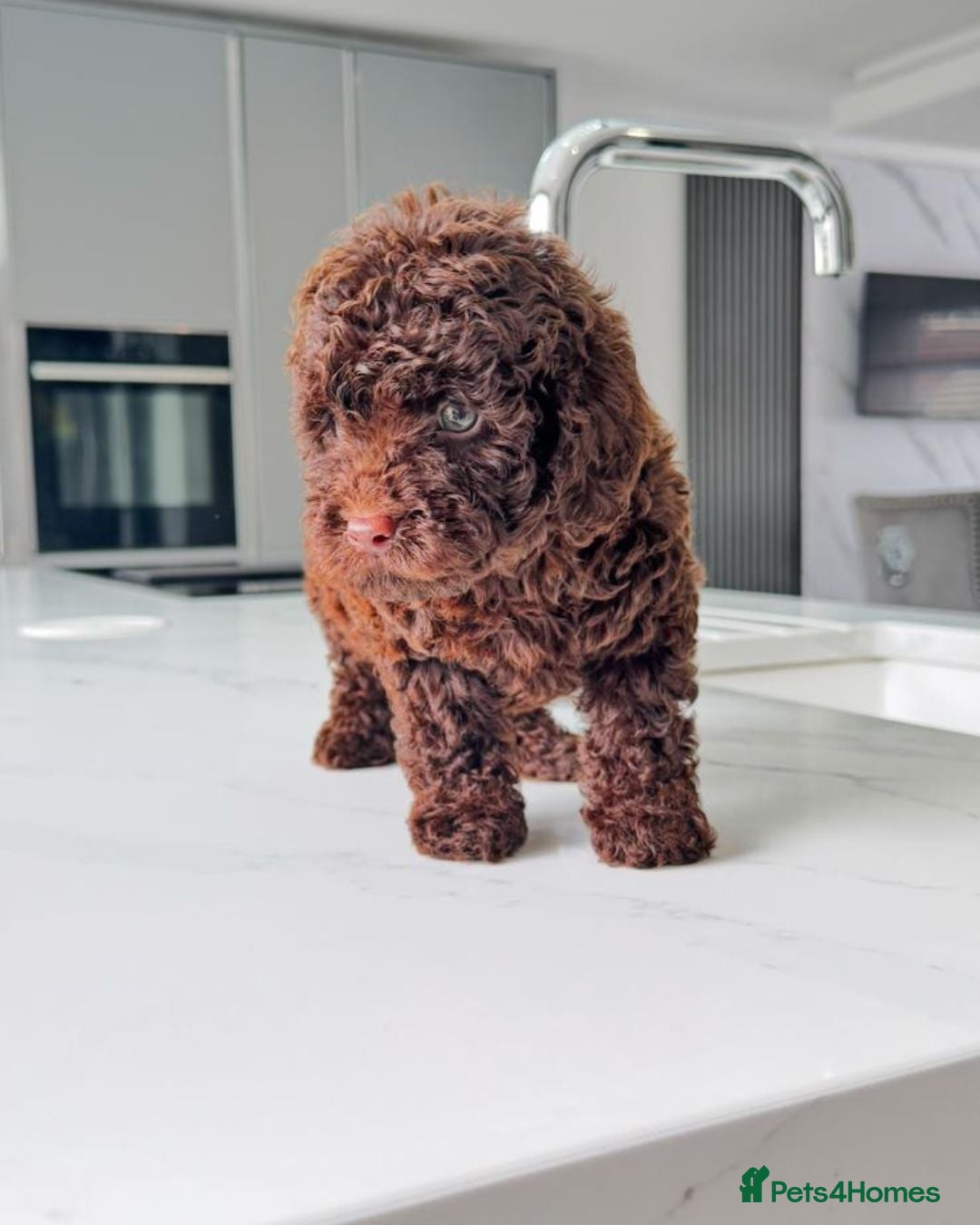 Cockapoo dogs for sale: Stunning Cockapoo Litter  - Image 8