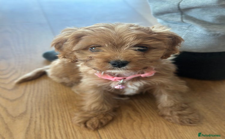 Cavapoo dogs F1 Toy Cavapoo girl puppy beautiful lapdog - Advert 2