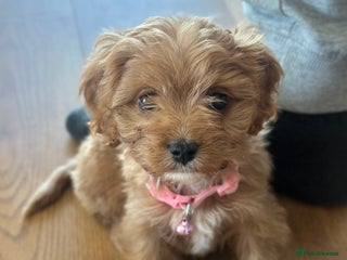 Cavapoo dogs F1 Toy Cavapoo girl puppy beautiful lapdog - Advert 1