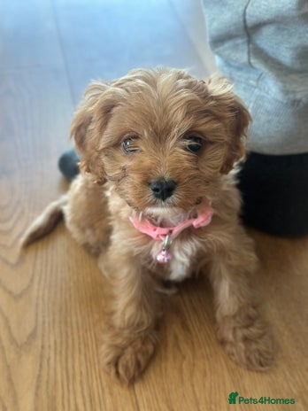 Cavapoo dogs F1 Toy Cavapoo girl puppy beautiful lapdog - Advert 1