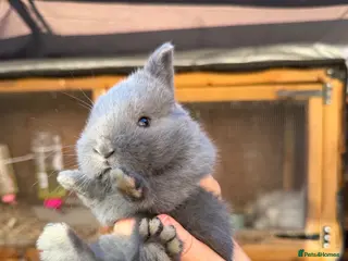 Mixed Breed rabbits Holicer Rabbits - Advert 2