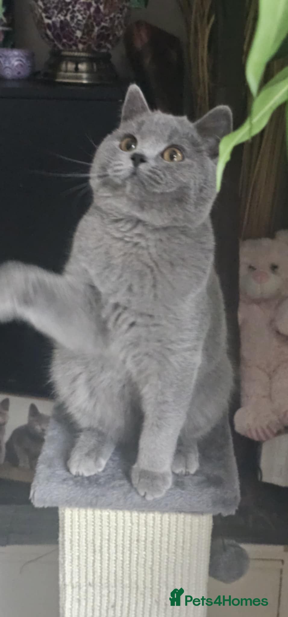 British Shorthair cats British Shorthair GCCF - Advert 3