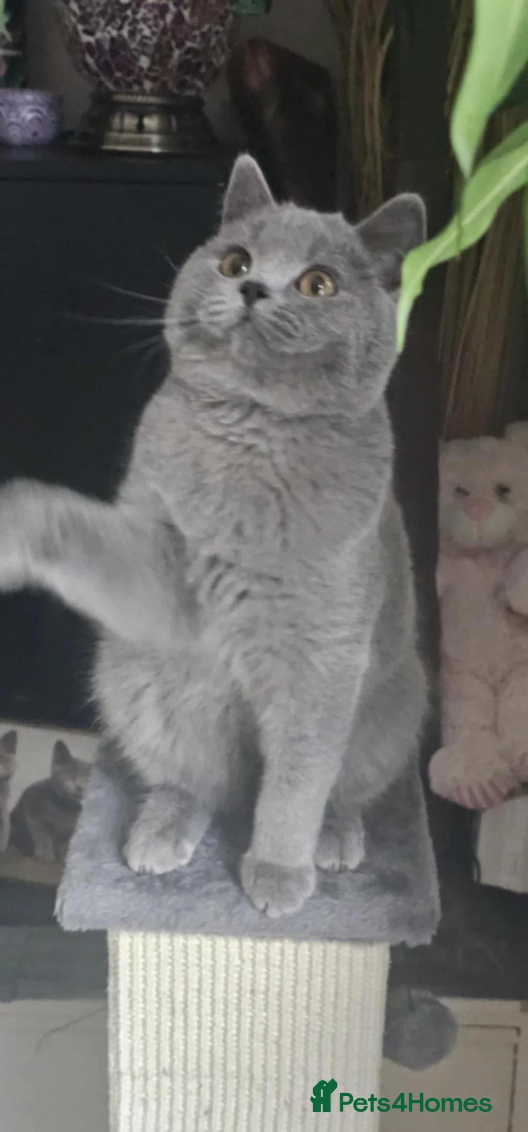 British Shorthair cats for sale: British Shorthair GCCF - Advert 1