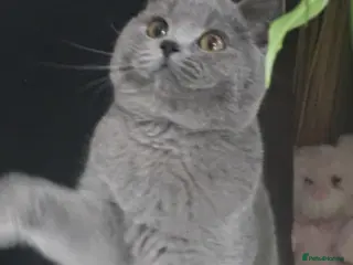 British Shorthair cats British Shorthair GCCF - Advert 3