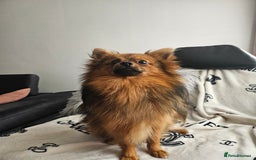 Pomeranian dogs for stud: Prince pomeranian  - Image 6