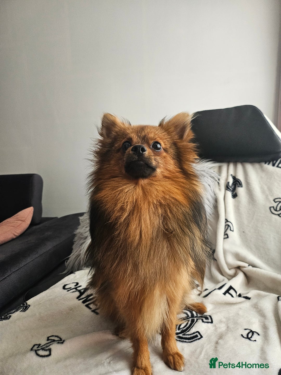 Pomeranian dogs for stud: Prince pomeranian  - Image 6