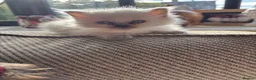 Ragdoll cats for sale: Beautiful Pure Ragdoll kittens - Advert 37