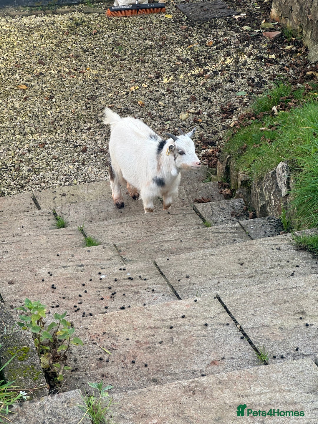 Goats livestock for sale: 2 MALE PYGMY GOATS FREE TO GOOD HOME - Image 5