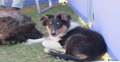 Mixed Breed dogs - Advert 8