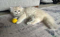 British Longhair cats for sale: Lilac golden shaded kittens (cy12) - Image 17