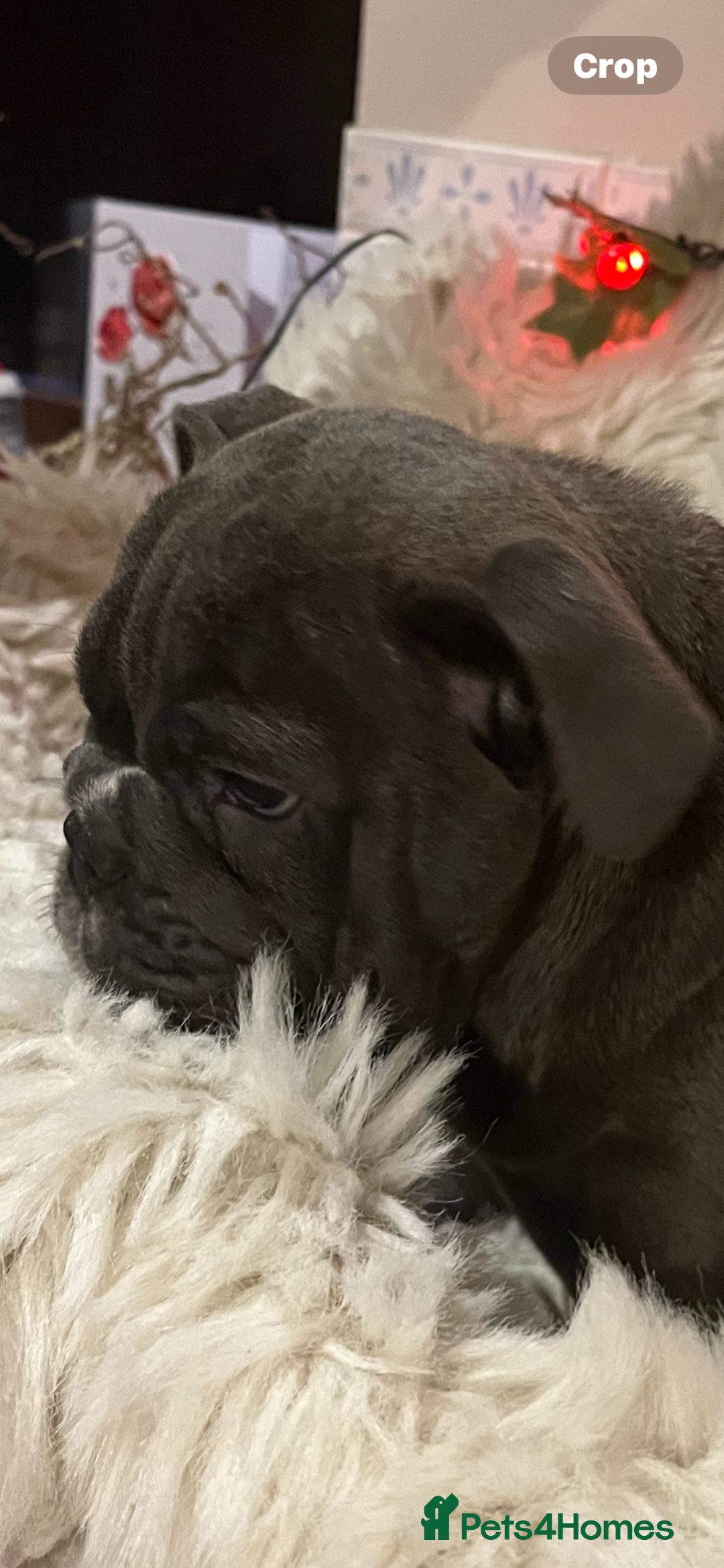 English Bulldog dogs for sale: Gorgeous English bulldog puppies  - Advert 4