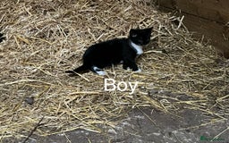 Mixed Breed cats for sale: Beautiful farm kittens  - Image 4