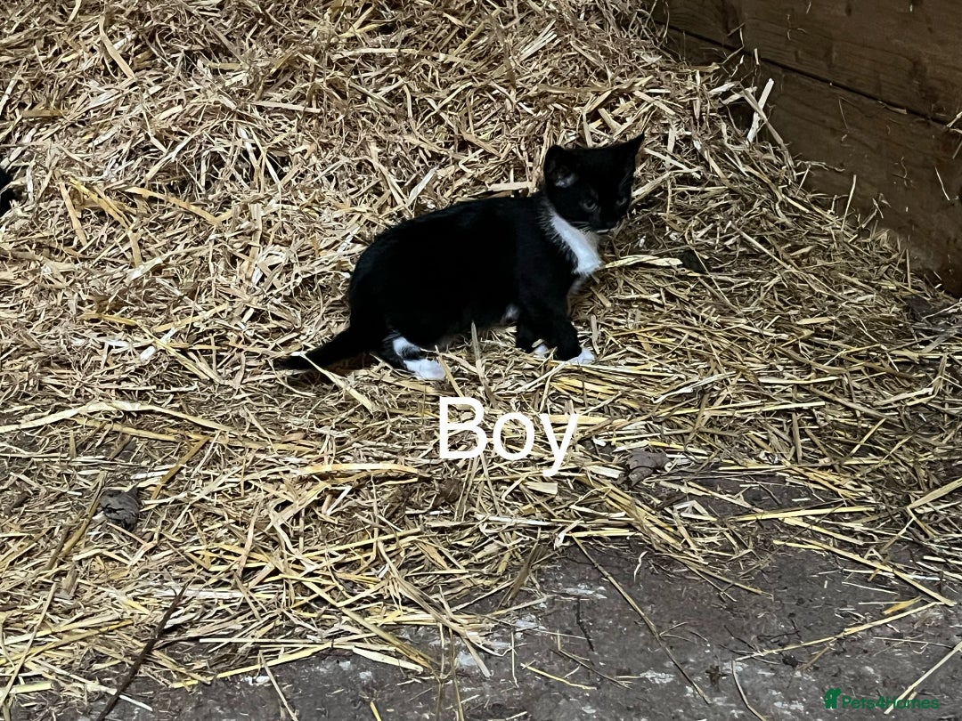 Mixed Breed cats for sale: Beautiful farm kittens  - Image 4