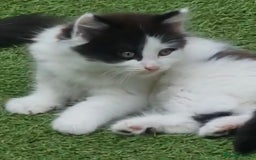 British Longhair cats for sale: 3 kittens available - Image 8