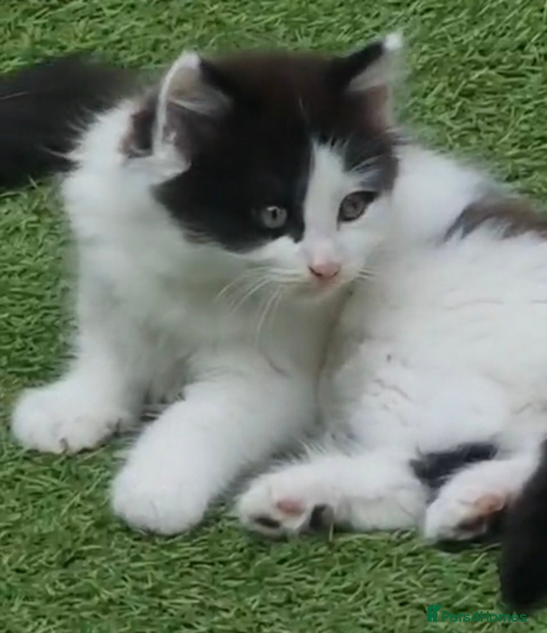 British Longhair cats for sale: 3 kittens available - Image 8