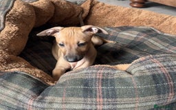 Italian Greyhound dogs for sale: Italian Greyhound Puppies from Champion Lines - Image 20