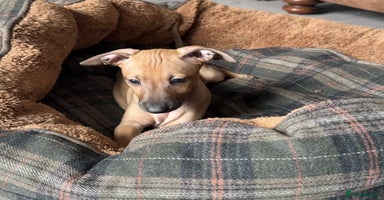 Italian Greyhound dogs - Advert 13