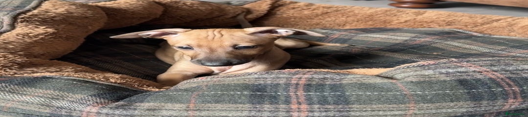 Dark fawn boy