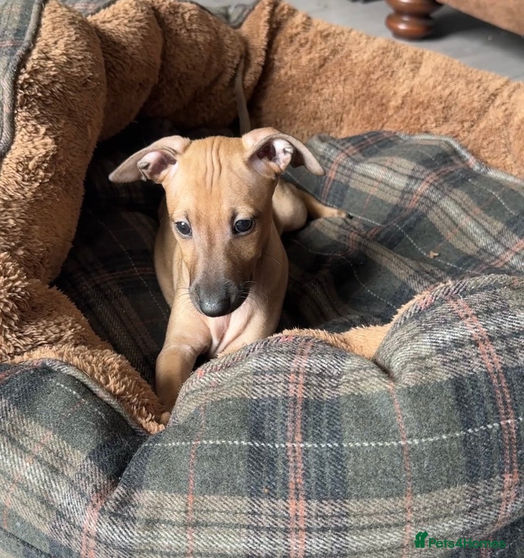 Italian Greyhound dogs for sale: Italian Greyhound Puppies from Champion Lines - Image 20
