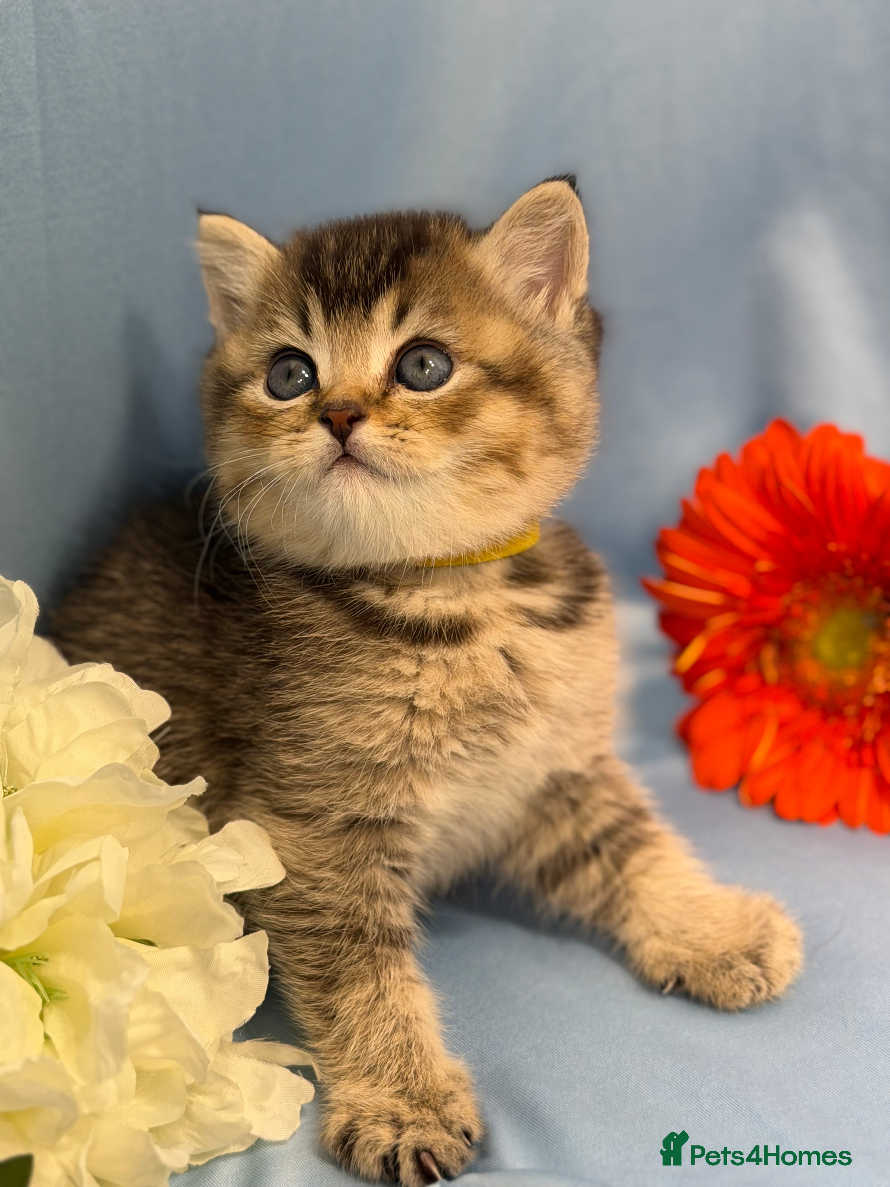 British Longhair cats British Longhair adorable kittens  - Advert 2