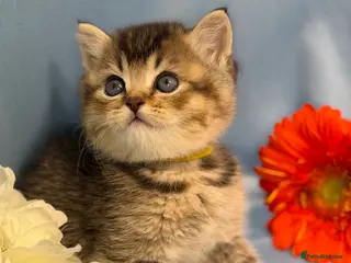 British Longhair cats British Longhair adorable kittens - Advert 2