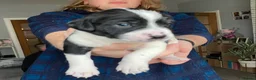 Mixed Breed dogs for sale: The cutest things looking for loving homes in Fraserburgh - Advert 3