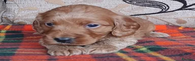 Cockapoo Puppy 6