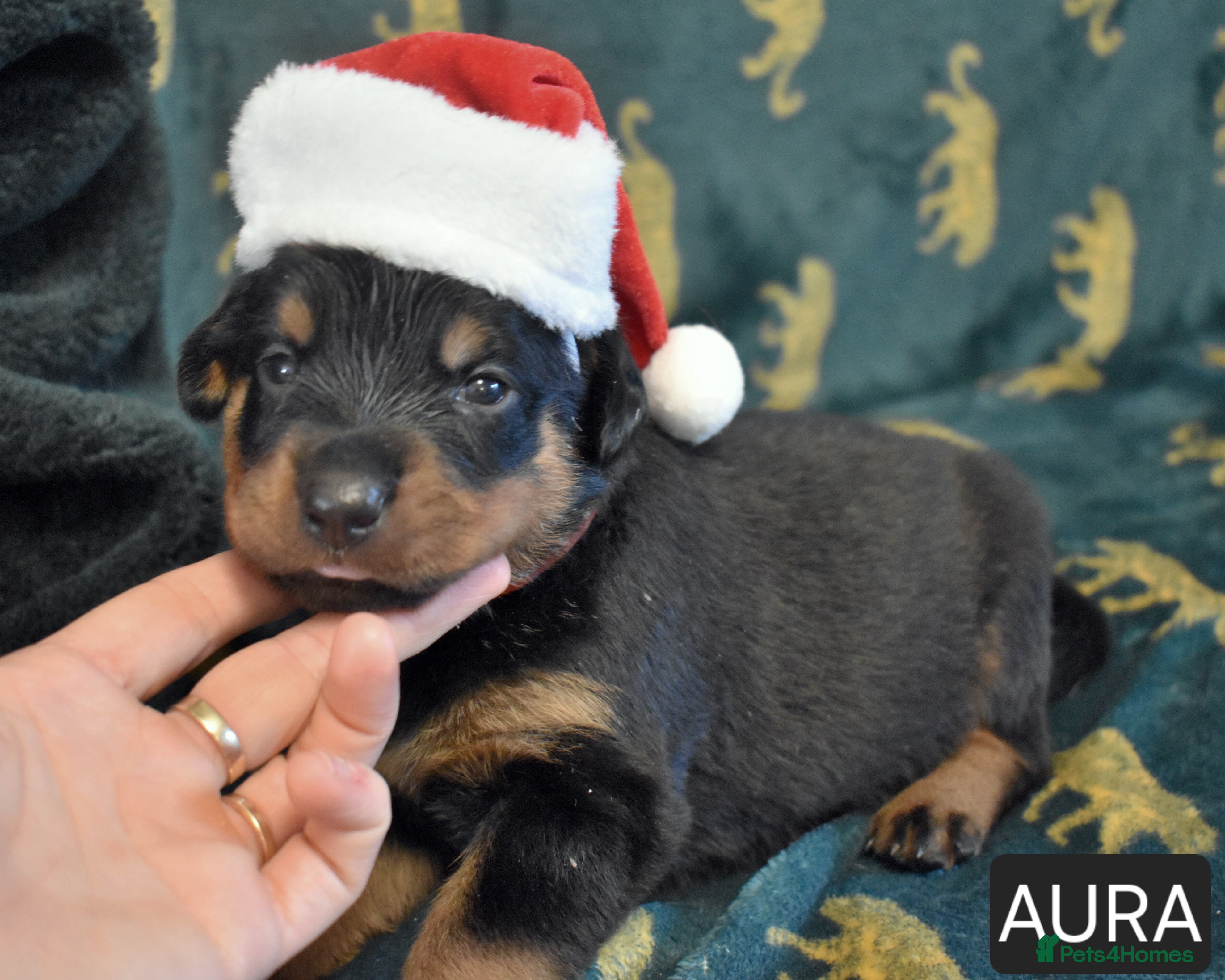 Rottweiler dogs KC chunky rottweiler puppies - Advert 1