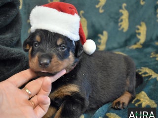 Rottweiler dogs KC chunky rottweiler puppies - Advert 4