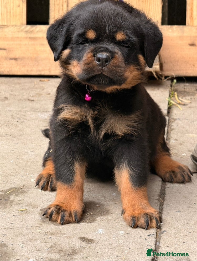 Rottweiler dogs Top quality kc pups for sale timitor X edelstein - Advert 10