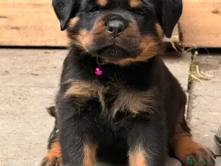Rottweiler dogs Top quality kc pups for sale timitor X edelstein - Advert 4