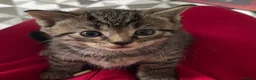 British Shorthair cats for sale: 34 castelbeac driv S2 1NN in Sheffield - Advert 3