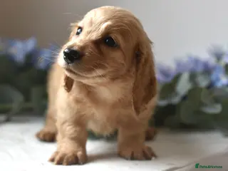 Miniature Dachshund dogs Stunning mini long cream girl - Advert 3