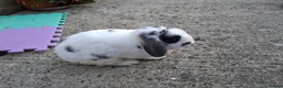 English Lop rabbits for sale: Robbie Rabbit Male Rabbit Lop...very calm. in Brentwood - Advert 4