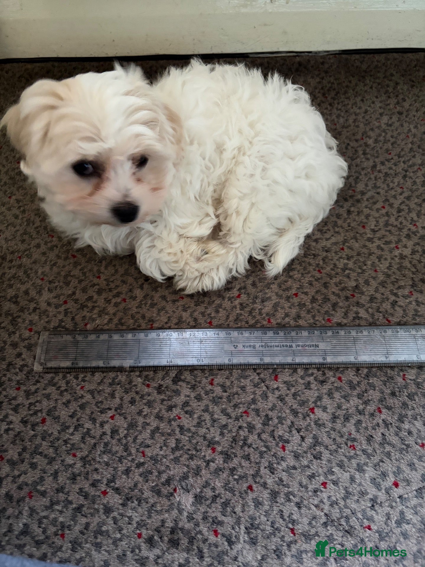 Maltese dogs Maltese puppy (girl) - Advert 2