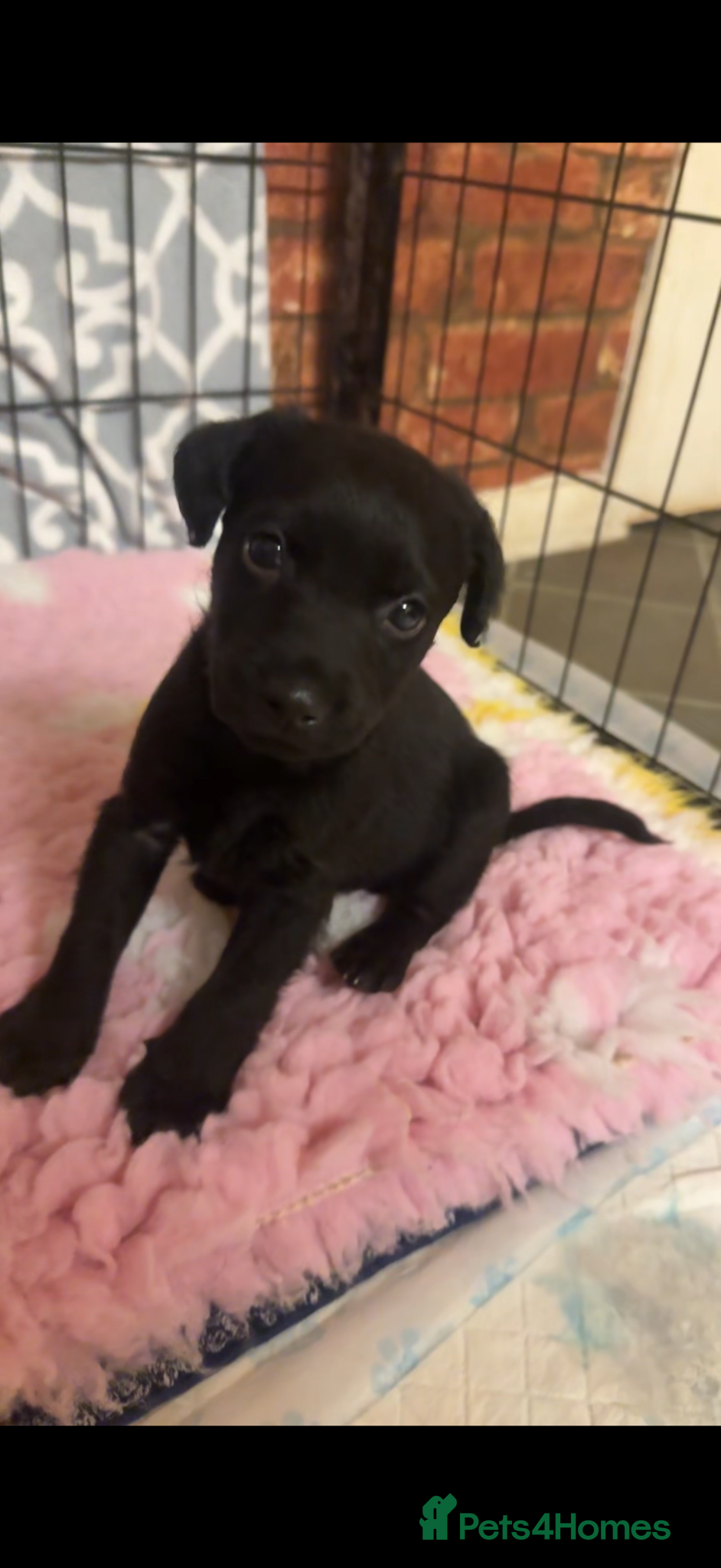 Patterdale Terrier dogs fell terrier  - Advert 12