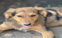 Mixed Breed dogs for adoption: JASPER - a Superb Puppy Boy, for a Loving Home - Image 30