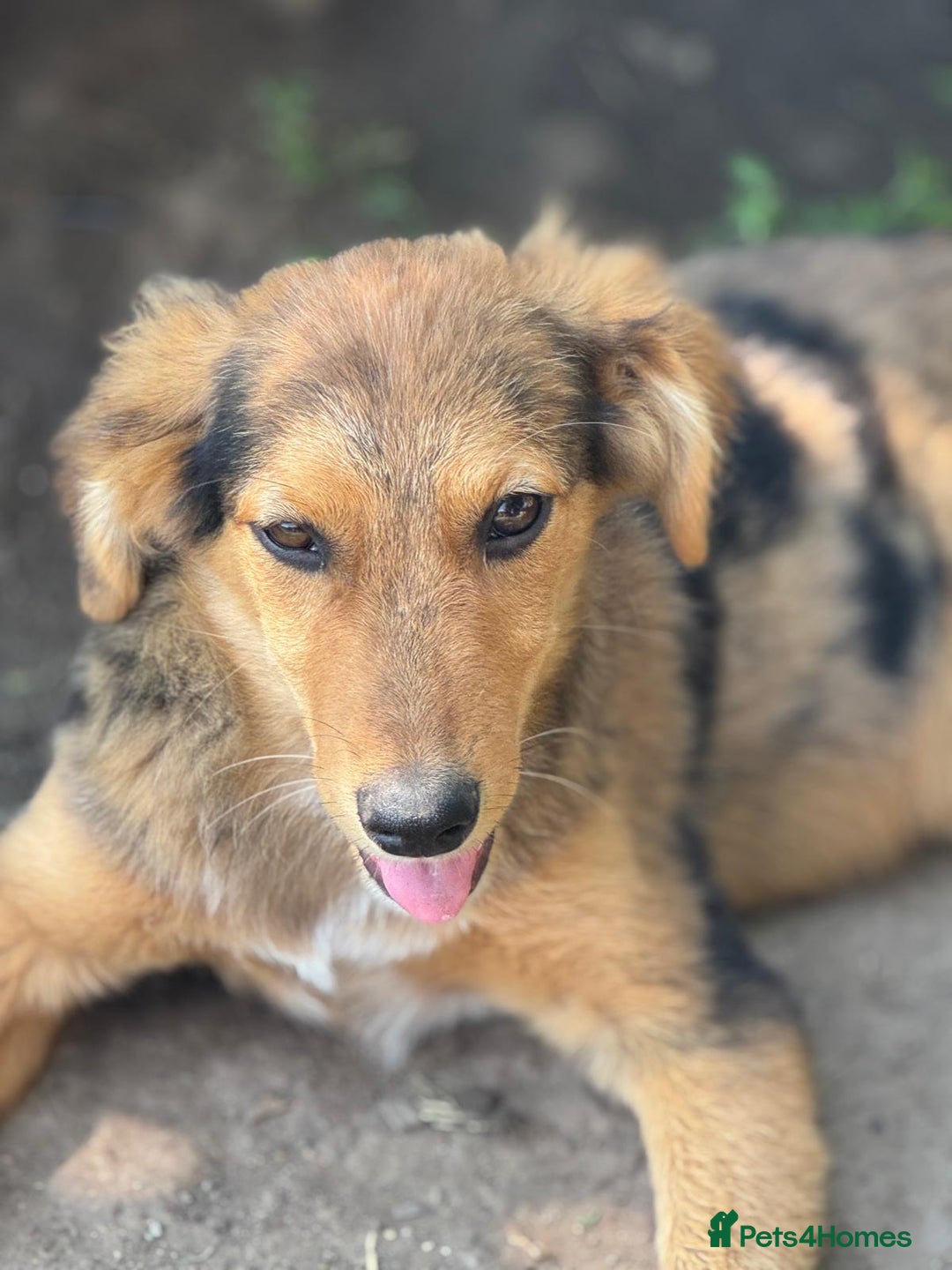 Mixed Breed dogs for adoption: JASPER - a Superb Puppy Boy, for a Loving Home - Image 30